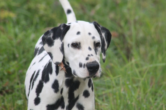 Petite femelle Dalmatien née le 07/05/2025 est proposée – vendue 1200 €.
