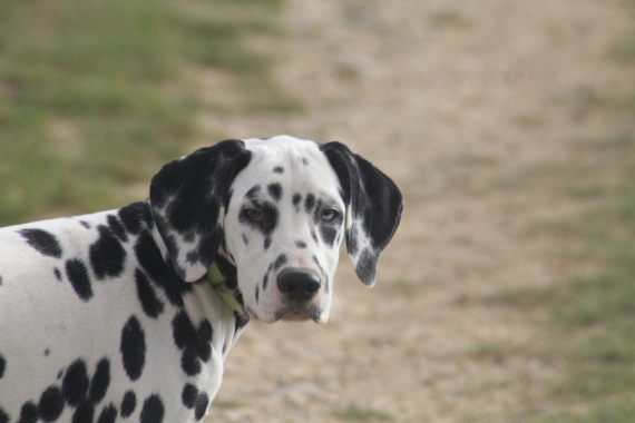 Petit mâle Dalmatien né le 07/05/2025 est proposé – vendu 1200 €.