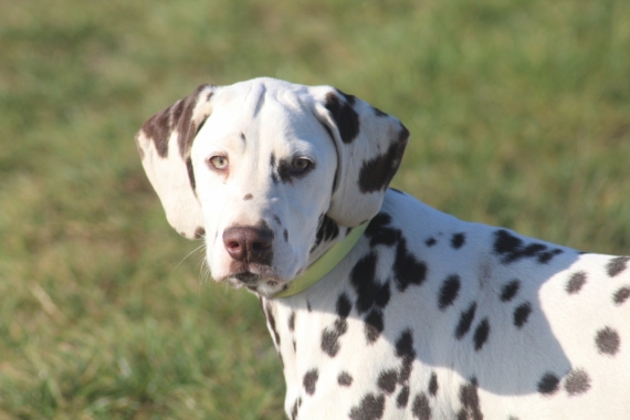 Petit mâle Dalmatien né le 08/05/2025 est proposé – vendu 1200 €.