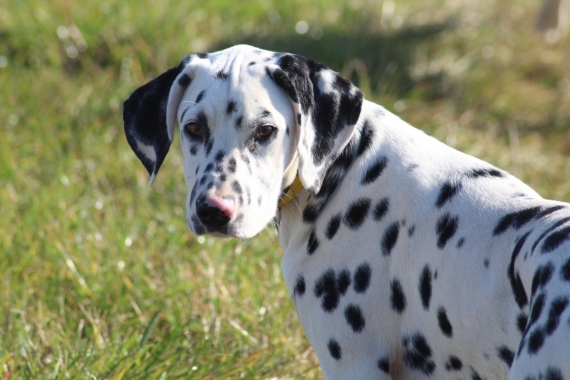 Petit mâle Dalmatien né le 21/05/2025 est proposé – vendu 1200 €.