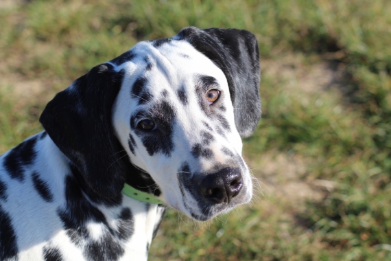 Petit mâle Dalmatien né le 21/05/2025 est proposé – vendu 1200 €.