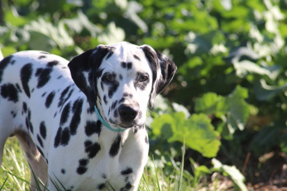 Petit mâle Dalmatien né le 21/05/2025 est proposé – vendu 1200 €.