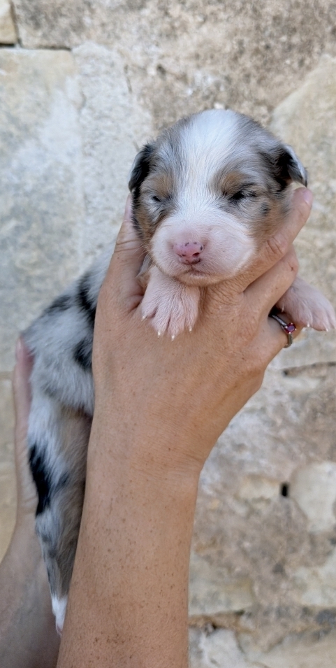 Petit mâle Berger australien d'Amérique né le 30/09/2025 est proposé – vendu 1000 €.