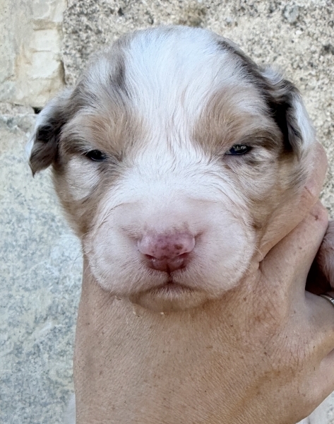 Petite femelle Berger australien d'Amérique née le 30/09/2025 est proposée – vendue 1000 €.