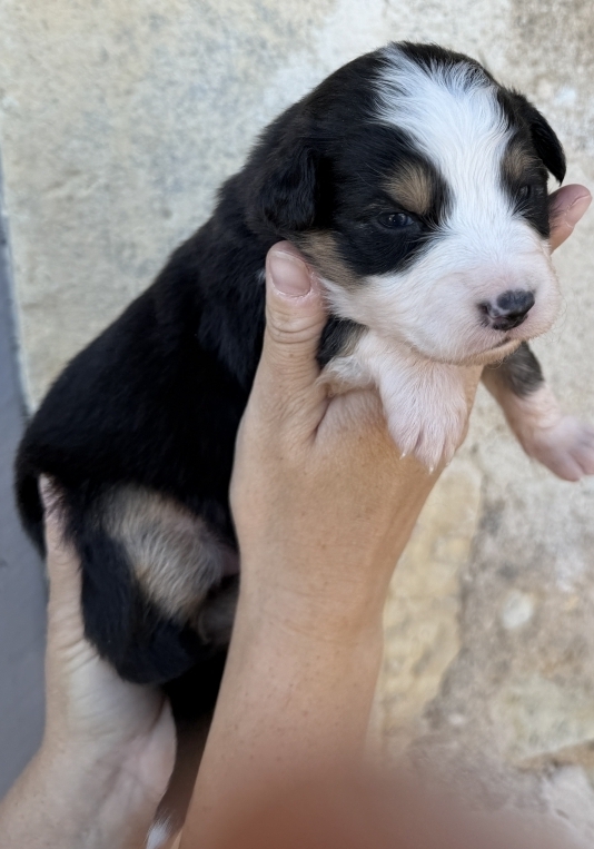 Petite femelle Berger australien d'Amérique née le 30/09/2025 est proposée – vendue 700 €.