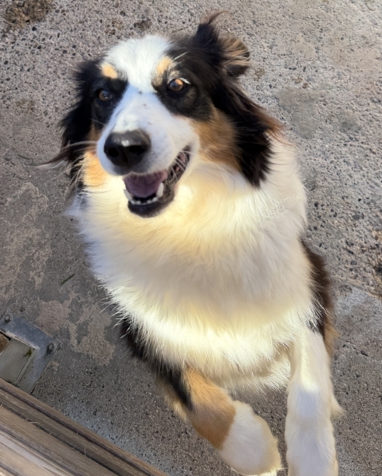 Petite femelle  née le 30/09/2025 est proposée – vendue 1000 €.