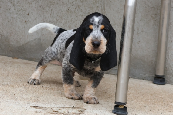 Petit mâle Basset Bleu de Gascogne né le 24/08/2025 est proposé – vendu 750 €.