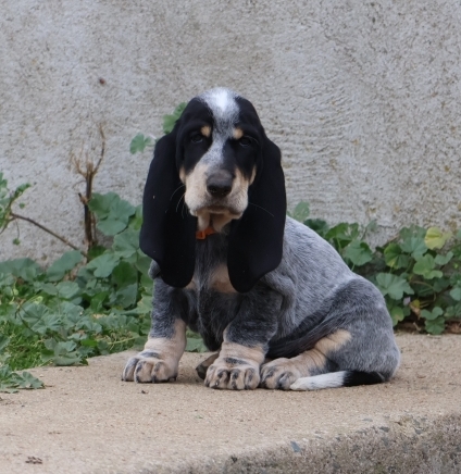 Petite femelle Basset Bleu de Gascogne née le 17/08/2025 est proposée – vendue 850 €.