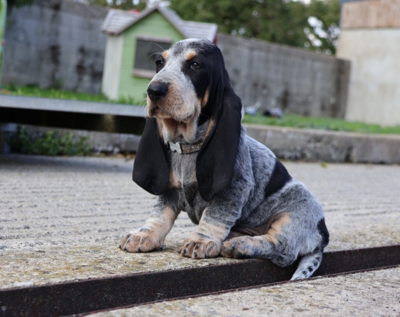Petit mâle Basset Bleu de Gascogne né le 17/08/2025 est proposé – vendu 750 €.