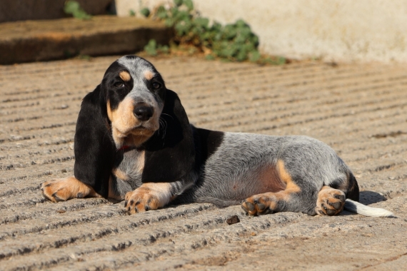 Petit mâle Basset Bleu de Gascogne né le 17/08/2025 est proposé – vendu 750 €.