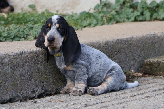 Petite femelle Basset Bleu de Gascogne née le 17/08/2025 est proposée – vendue 850 €.