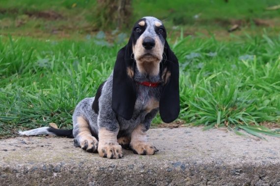 Petit mâle Basset Bleu de Gascogne né le 17/08/2025 est proposé – vendu 750 €.