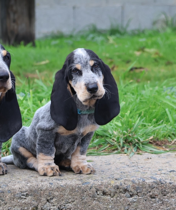 Petite femelle Basset Bleu de Gascogne née le 17/08/2025 est proposée – vendue 850 €.