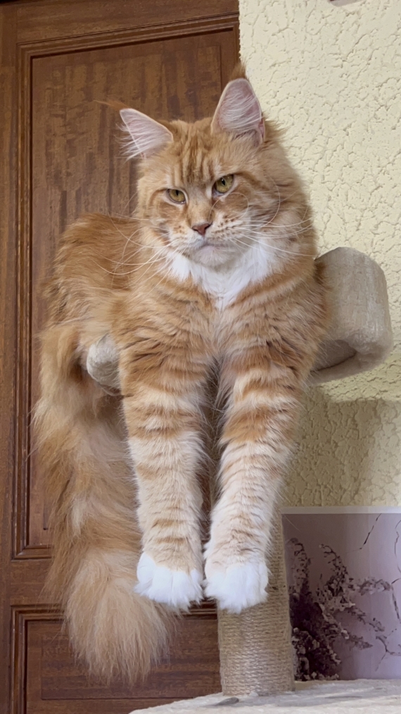 Petit mâle  né le 09/09/2025 est proposé – vendu 1750 €.