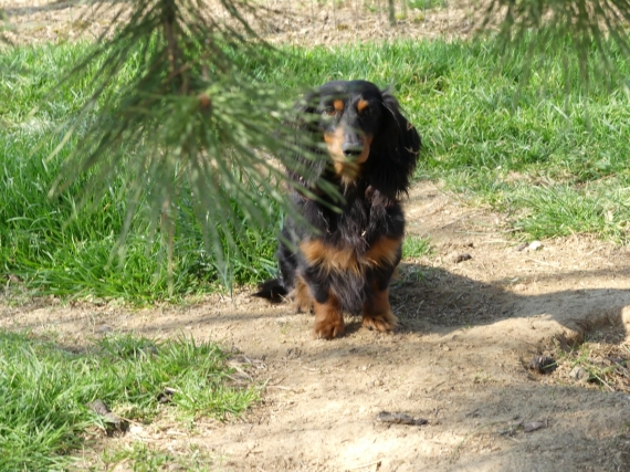 Petit mâle  né le 31/08/2025 est proposé – vendu 2860 €.