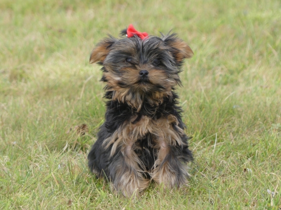 Petit mâle Yorkshire Terrier né le 31/08/2025 est proposé – vendu 1010 €.