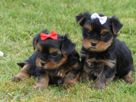 Petite femelle Yorkshire Terrier née le 31/08/2025 est proposée – vendue 1260 €.