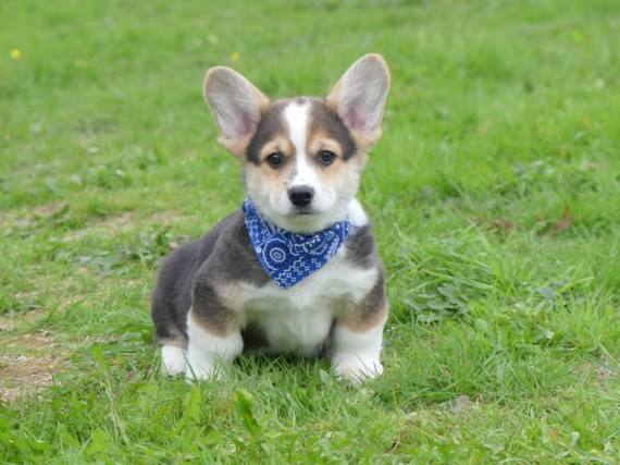 Petit mâle Welsh Corgi Pembroke né le 01/10/2025 est proposé – vendu 1860 €.