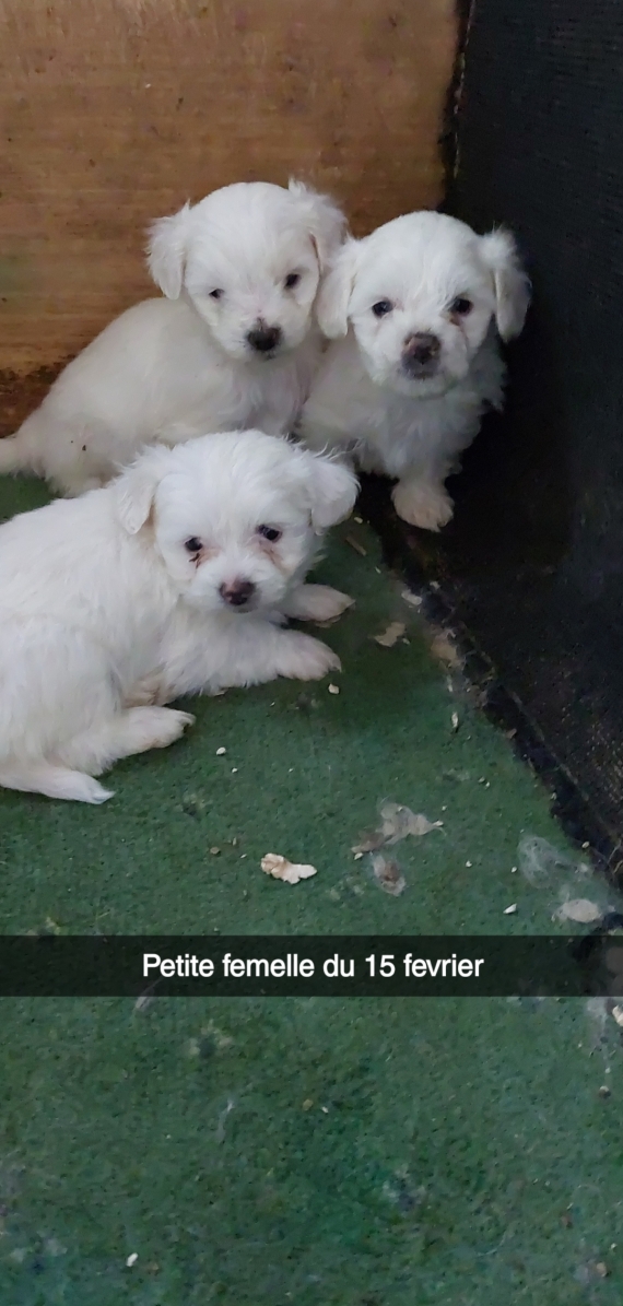 Petit mâle Bichon Maltais né le 18/08/2025 est proposé – vendu 1100 €.