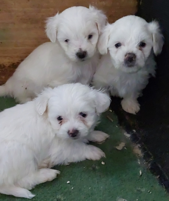 Petit mâle Bichon Maltais né le 18/08/2025 est proposé – vendu 1100 €.