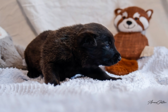 Petit mâle Berger Hollandais à poil court né le 29/09/2025 est proposé – vendu 900 €.