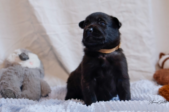 Petite femelle Berger Hollandais à poil court née le 29/09/2025 est proposée – vendue 1200 €.