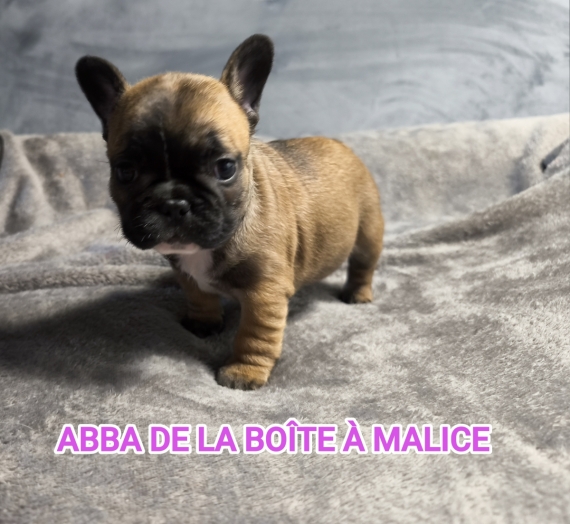 Petite femelle Bouledogue Français née le 06/09/2025 est proposée – vendue 1600 €.