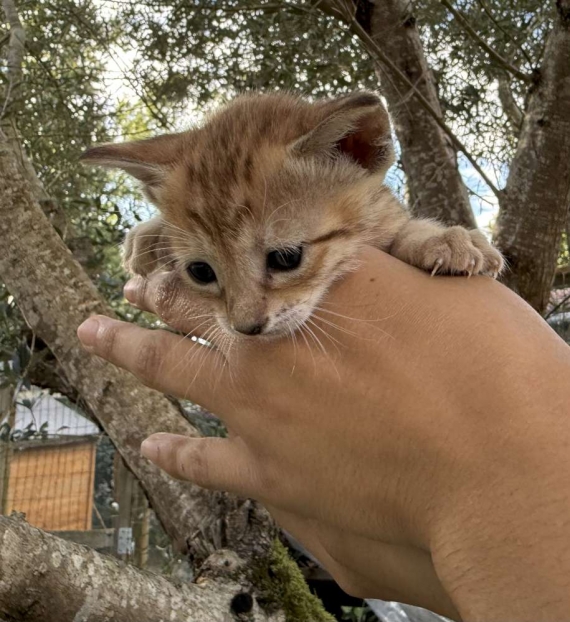 Petite femelle Savannah née le 05/09/2025 est proposée – vendue 1850 €.