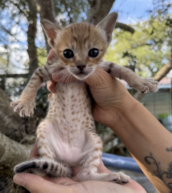 Petite femelle Savannah née le 05/09/2025 est proposée – vendue 1850 €.