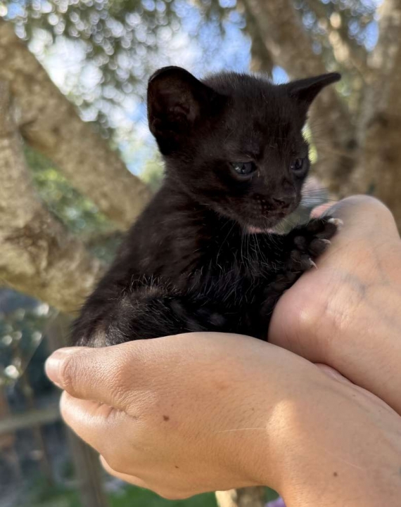 Petit mâle Savannah né le 05/09/2025 est proposé – vendu 1850 €.