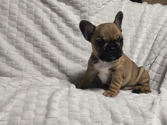 Petite femelle Bouledogue Français née le 06/09/2025 est proposée – vendue 1600 €.
