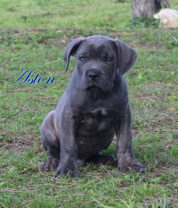 Petit mâle Cane Corso né le 02/08/2025 est proposé – vendu 1000 €.