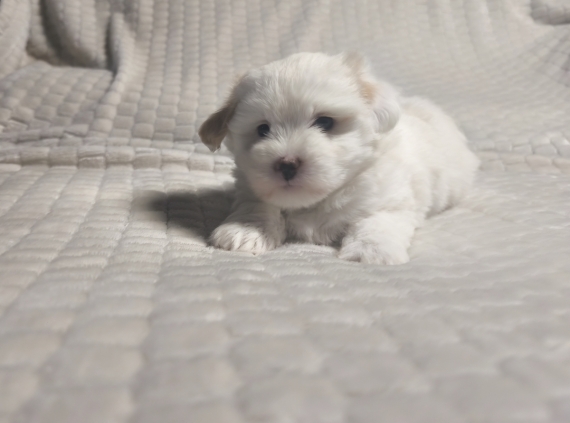 Petit mâle Coton de Tulear né le 17/09/2025 est proposé – vendu 1200 €.