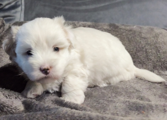 Petit mâle Coton de Tulear né le 17/09/2025 est proposé – vendu 1200 €.