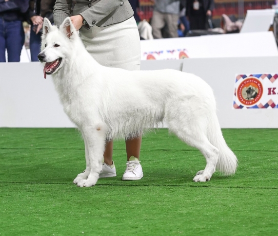 Petit mâle  né le 26/09/2025 est proposé – vendu 1850 €.