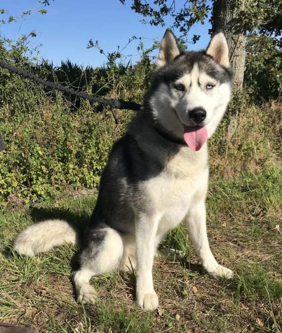 Petit mâle  né le 06/10/2025 est proposé – vendu 750 €.