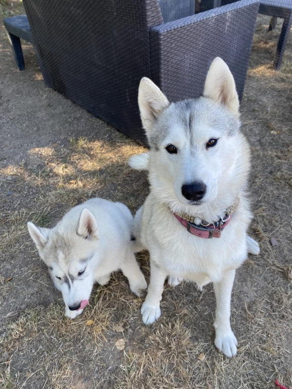 Petit mâle  né le 06/10/2025 est proposé – vendu 750 €.