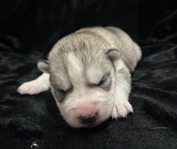 Petite femelle Husky Sibérien née le 06/10/2025 est proposée – vendue 1350 €.