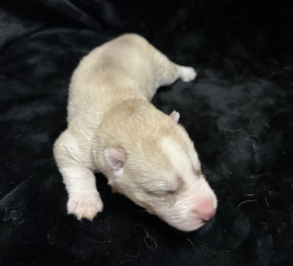 Petite femelle Husky Sibérien née le 06/10/2025 est proposée – vendue 1350 €.