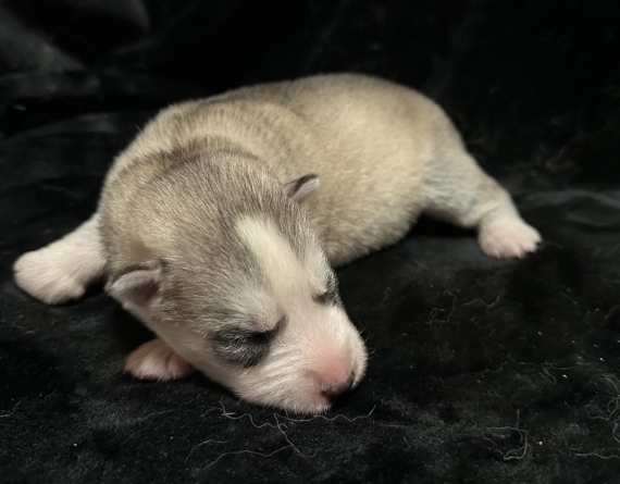 Petite femelle Husky Sibérien née le 06/10/2025 est proposée – vendue 1350 €.