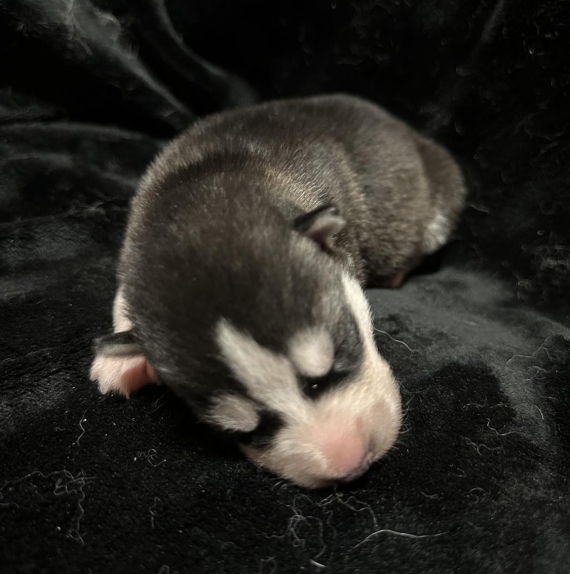 Petit mâle Husky Sibérien né le 06/10/2025 est proposé – vendu 1150 €.