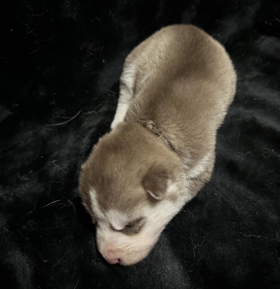 Petit mâle Husky Sibérien né le 06/10/2025 est proposé – vendu 1150 €.