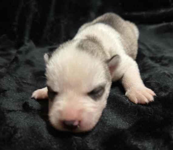 Petit mâle Husky Sibérien né le 06/10/2025 est proposé – vendu 1150 €.
