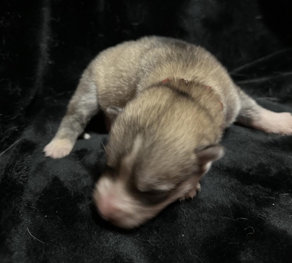 Petit mâle Husky Sibérien né le 06/10/2025 est proposé – vendu 1150 €.