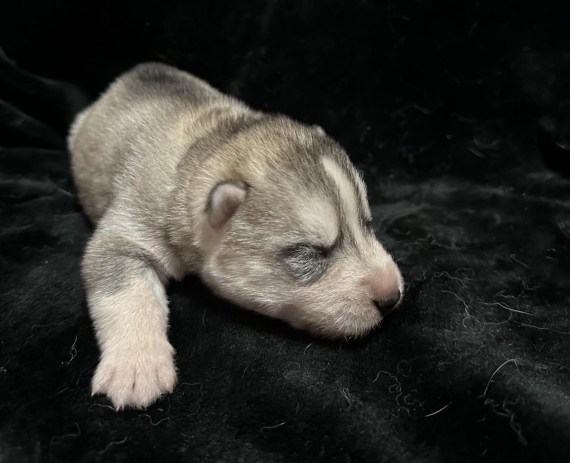 Petit mâle Husky Sibérien né le 06/10/2025 est proposé – vendu 1150 €.