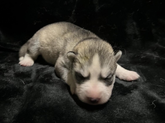 Petit mâle Husky Sibérien né le 06/10/2025 est proposé – vendu 1150 €.