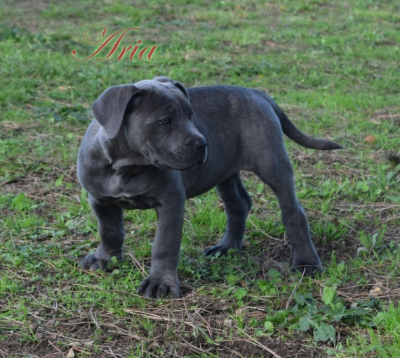 Petite femelle Cane Corso née le 02/08/2025 est proposée – vendue 800 €.