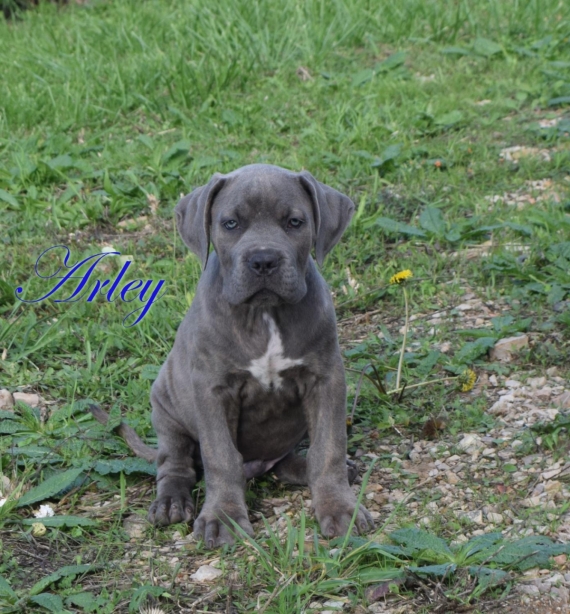 Petit mâle Cane Corso né le 02/08/2025 est proposé – vendu 1000 €.