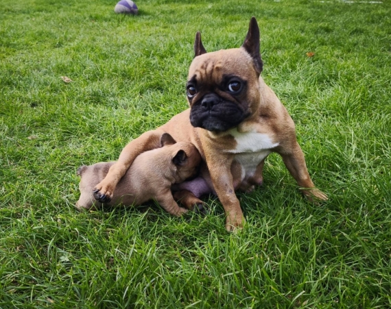 Petite femelle  née le 06/09/2025 est proposée – vendue 1600 €.