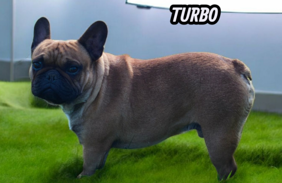 Petite femelle  née le 06/09/2025 est proposée – vendue 1600 €.